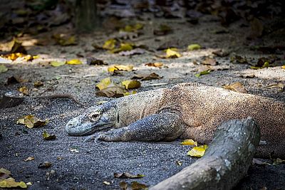 Komodowaran Komodowaran
